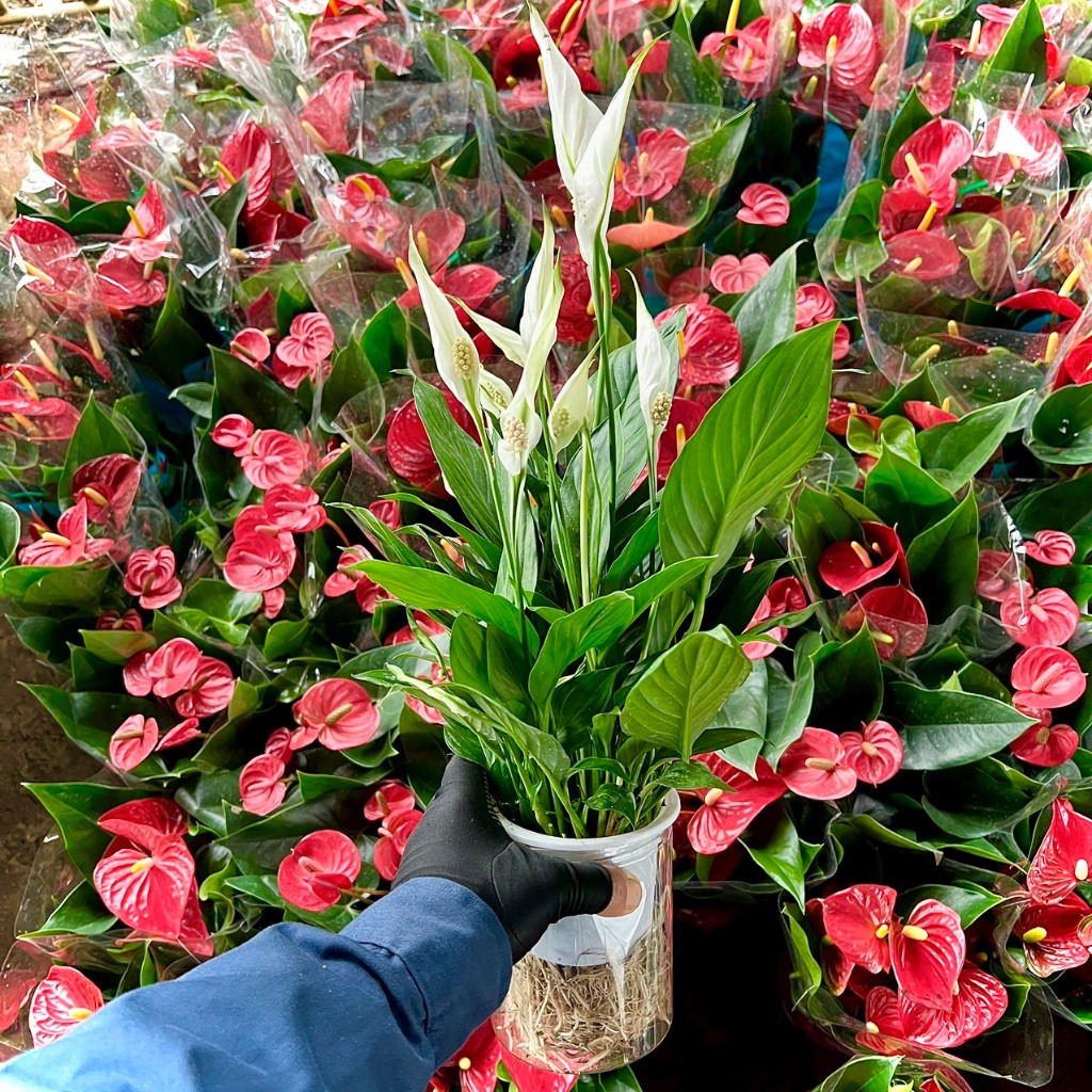 Cây lan ý nước thuỷ sinh siêu hoa (ảnh thật).