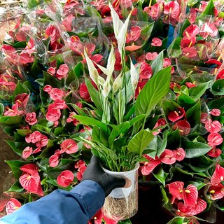 Cây lan ý nước thuỷ sinh siêu hoa .