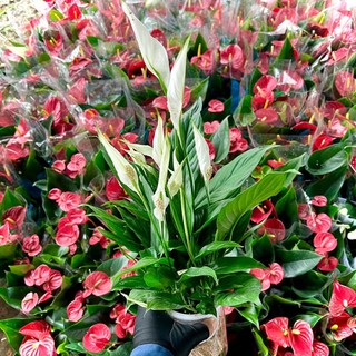 Cây lan ý nước thuỷ sinh siêu hoa (ảnh thật).