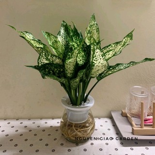 Cây ngọc ngân thủy sinh thanh lọc không khí