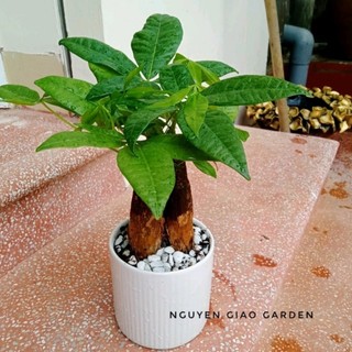 Cây kim ngân ba gốc, kim ngân tam lộc chậu sứ để bàn