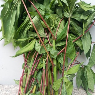 1kg lá mì lá sắn