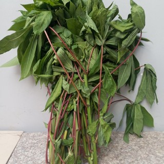 1kg lá mì lá sắn