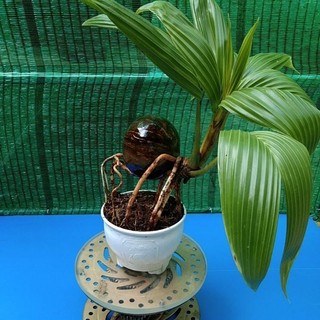 Dừa bonsai