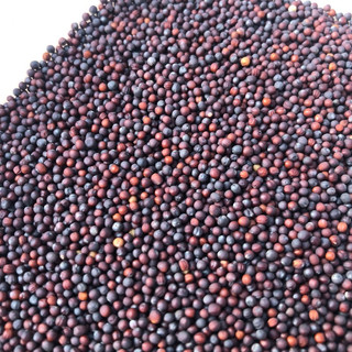 Hạt cải (mần ri) tăng lửa chim cu gáy