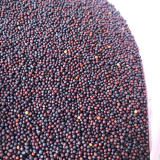 Hạt cải (mần ri) tăng lửa chim cu gáy