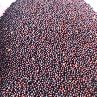 Hạt cải (mần ri) tăng lửa chim cu gáy