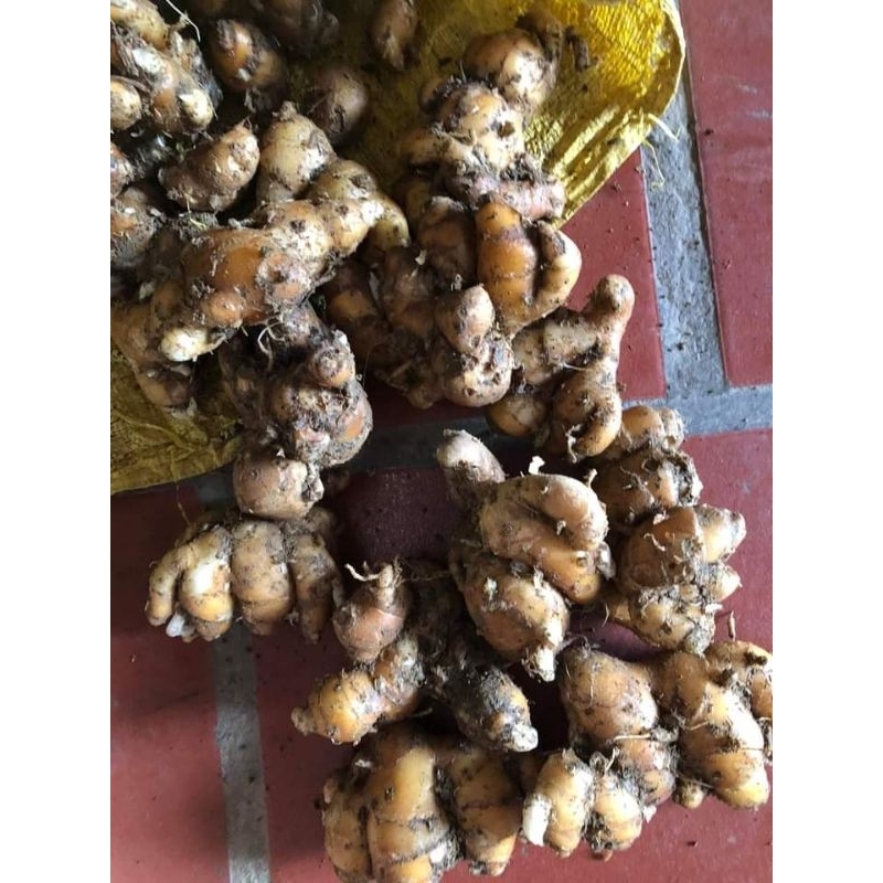 Củ địa liền,sá kiếng ( mn đọc kĩ mô tả )