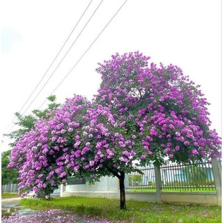 Cây giống bằng lăng tím ( cây cao 40 50 cm)