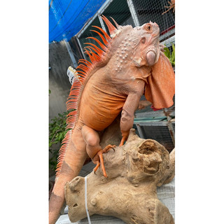 Thức ăn big .thức ăn bổ sung cho rồng nam mỹ 300g