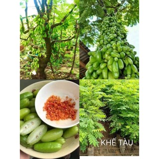 Cây khế tàu siêu trái