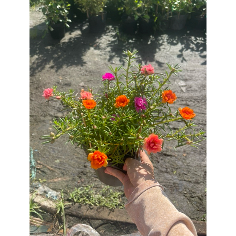 Chậu nhựa mềm Mười Giờ Thái (Hoa 10h)