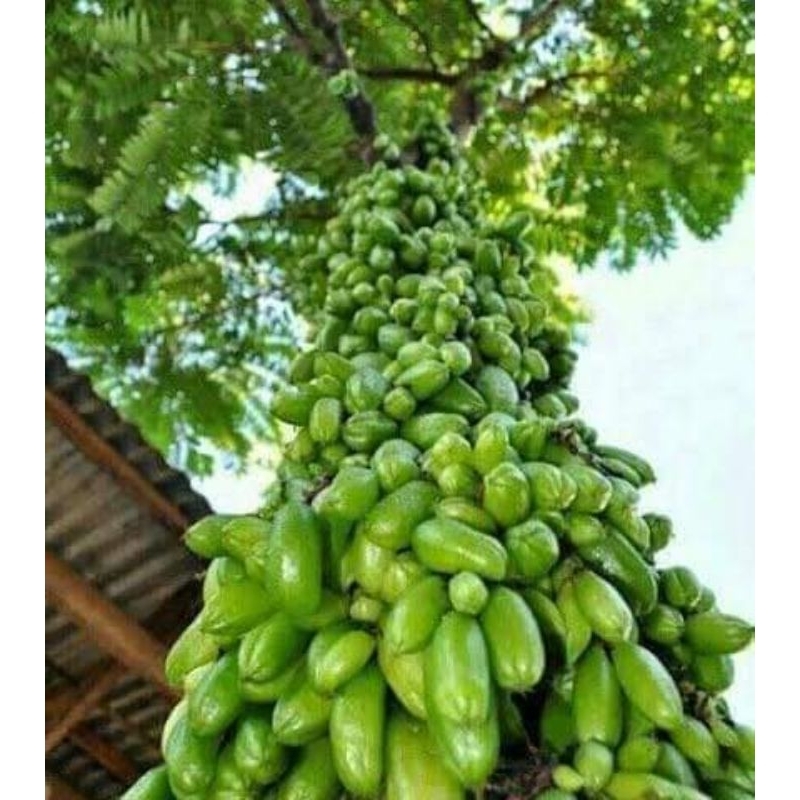 Cây khế tàu ( khế tây) siêu trái
