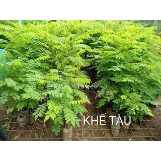 Cây khế tàu ( khế tây) siêu trái