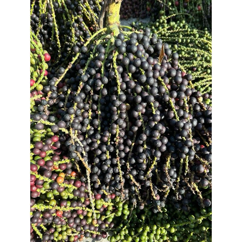 Đủng đỉnh phơi khô tự nhiên