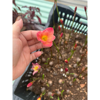 Huệ mưa màu đỏ cam