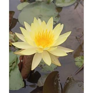 Củ giống hoa súng vàng