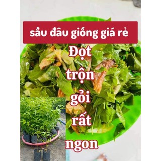 Cây sầu đâu giống , cây giống sầu đâu