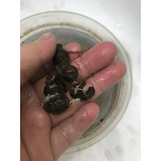Củ hoa cỏ 3 lá củ đã lên sẵn mầm (gửi củ như hình 6)