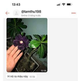 Sứ thái hoa tím than đậm như hình