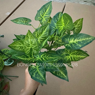 Cụm cỏ lá trầu bà đốm dài 20cm