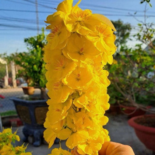 Cây mai giảo Như Ý (chuẩn F1) - hoa chùm, hoa thơm, gốc ghép bonsai