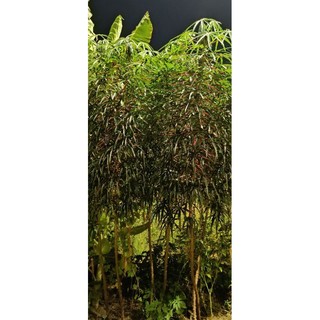 Khoai mì sáp giống