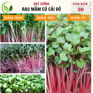 Hạt giống rau mầm củ cải đỏ - chất lượng cao, dễ trồng, năng suất tốt