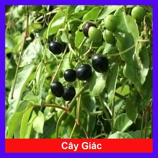 Cây trái giác dây giác Miền Tây cây nho rừng làm giống - cây dược liệu