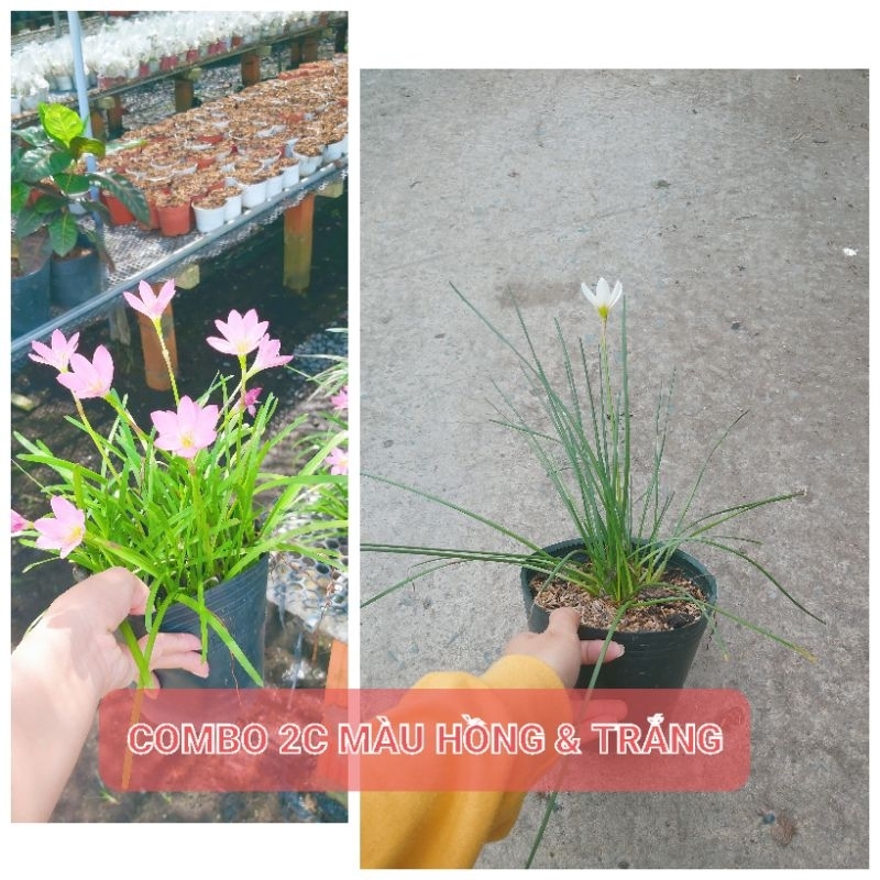 Combo 2 cây huệ mưa (màu hồng hoa nhỏ và trắng lá tròn)