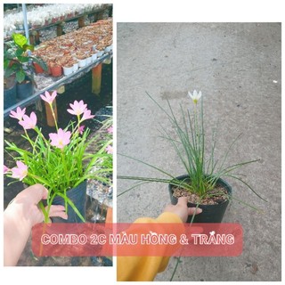 Combo 2 cây huệ mưa