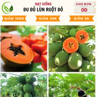Hạt giống đu đủ lùn ruột đỏ - nảy mầm cao, dễ trồng, chất lượng tốt