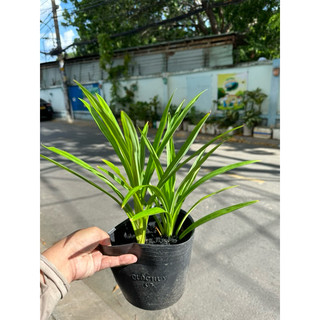 Cây lá dứa, lá nếp, cây dứa thơm