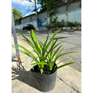 Cây Lá Dứa, Lá Nếp, Cây Dứa Thơm
