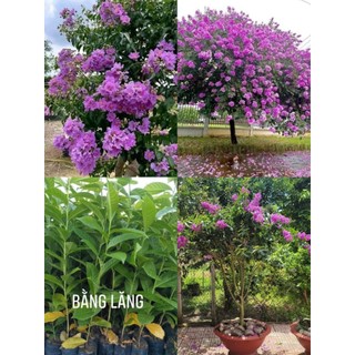 Cây giống bằng lăng tím thái siêu hoa