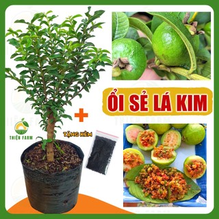 Cây Ổi Sẻ Lá Kim THIỆN FARM 60cm, vị chua ngọt, dễ đậu trái, trái quanh năm, trồng chậu, thùng xốp