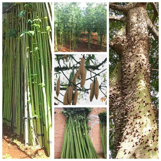 Hạt cây gòn giống