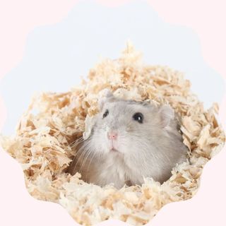 Mùn cưa thơm lót chuồng cho Hamster, Bọ ú, Nhím kiểng gói 500gr