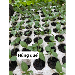 Combo 2 cây rau gia vị húng quế - bầu rể ổn định - hình thực tế