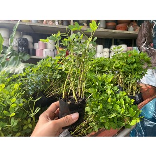 10 Bụi Cỏ Lạc Trồng Sân Vườn Chịu Nắng Dễ Trồng Dễ Chăm
