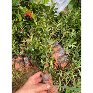 giống hoa mẫu đơn - Bông trang
