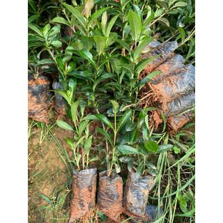 giống hoa mẫu đơn - Bông trang