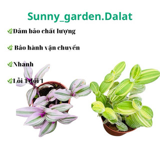Chậu mềm thài lài Thái, khỏe đẹp trang trí cực xinh