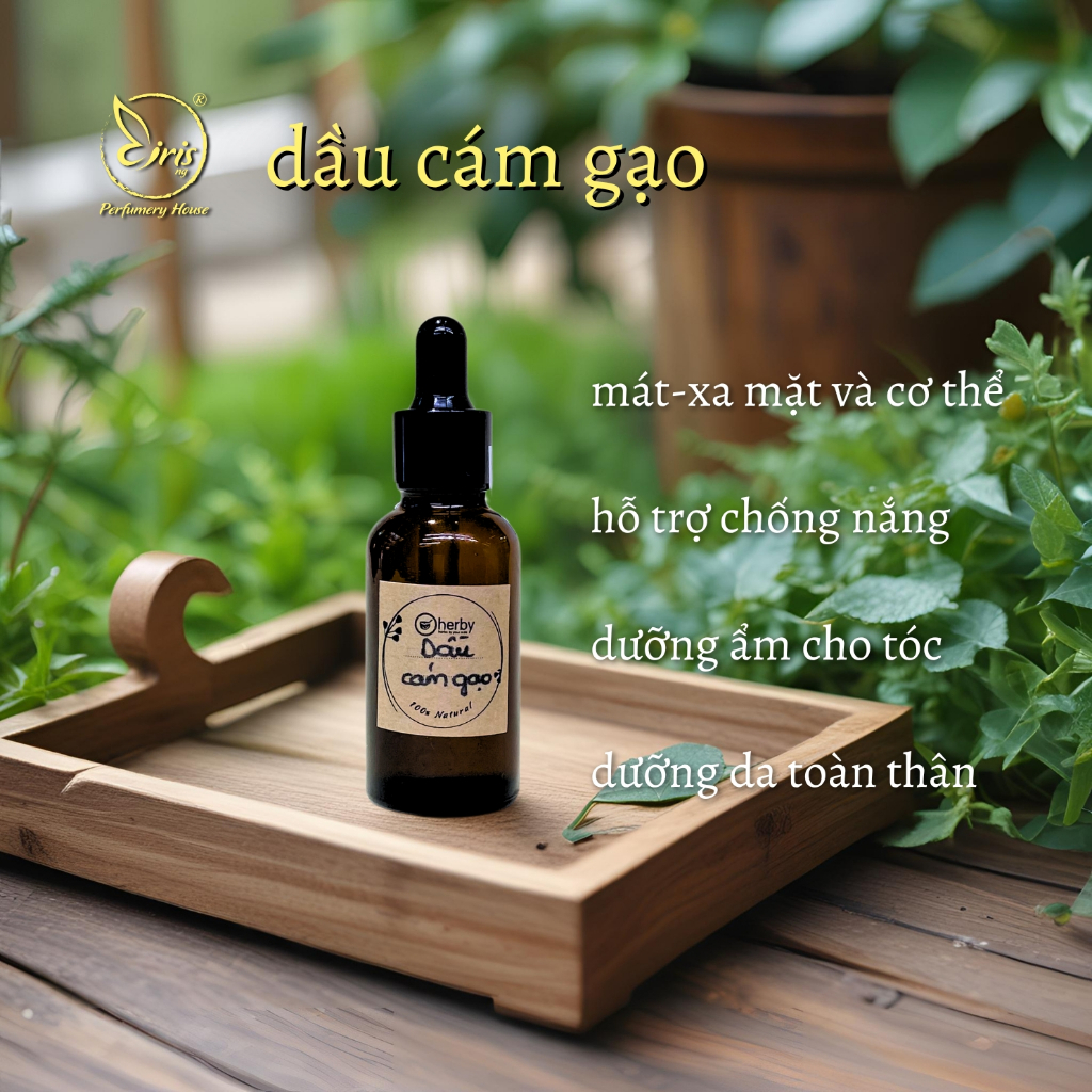 Dầu Nền, Dầu Cám Gạo