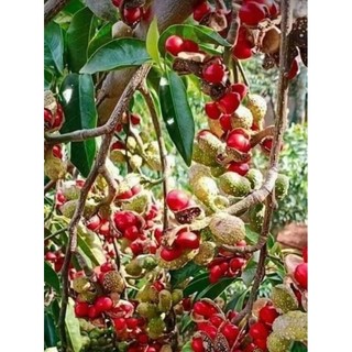 Cây giống dổi nếp