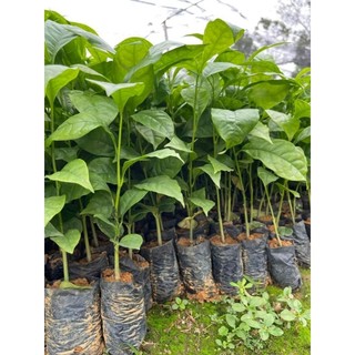 Cây giống dổi nếp ( dổi ăn quả)