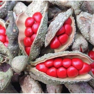 Cây giống dổi nếp ( dổi ăn quả)