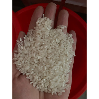 Gạo Móng Chim - 10kg - Nở , xốp cơm, rời hạt