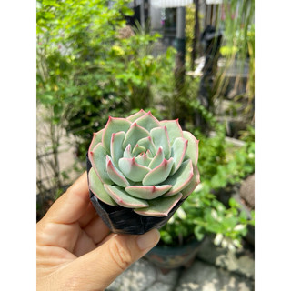 Sen giống mới6