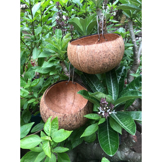 Gáo dừa cho gà ăn, uống nước, gáo dừa khô, gáo thô cắt đôi